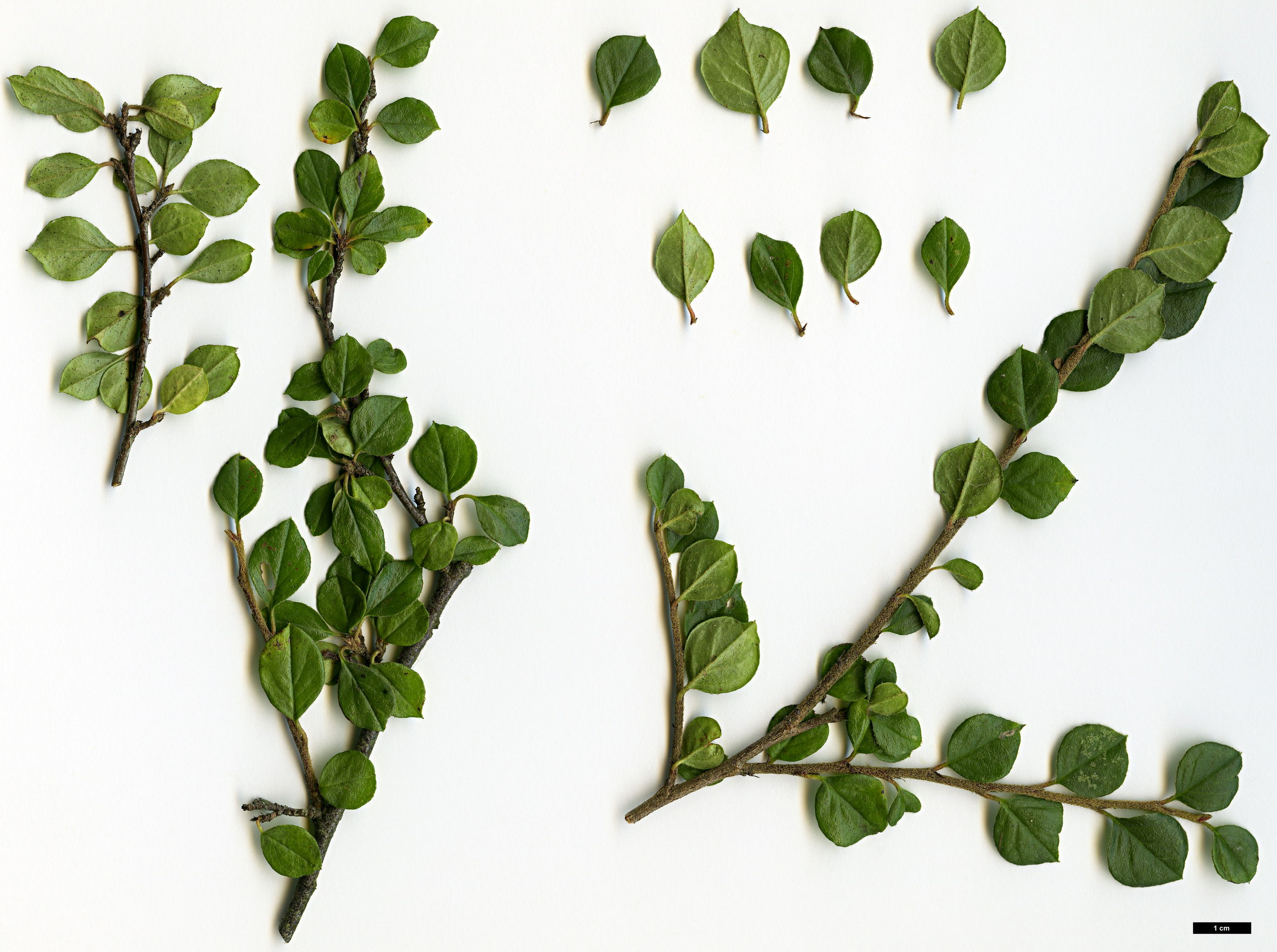 High resolution image: Family: Rosaceae - Genus: Cotoneaster - Taxon: atroascendens